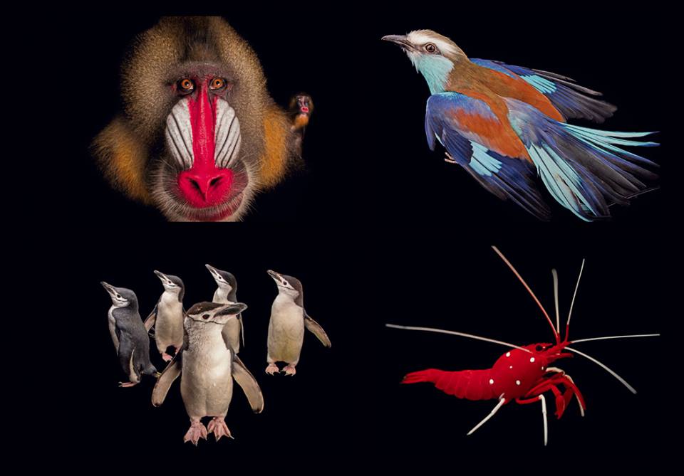 นกตะขาบหางบ่วง, กุ้งพยาบาลสีเลือด, เพนกวินคางแถบ และลิงแมนดริล ภาพถ่ายสัตว์
