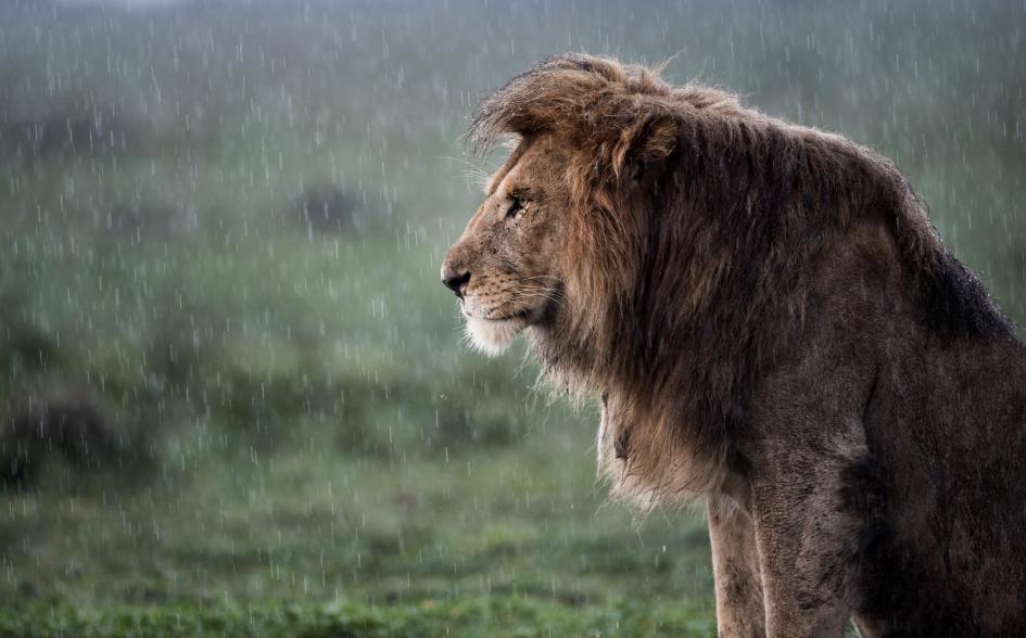 ภาพถ่ายสัตว์