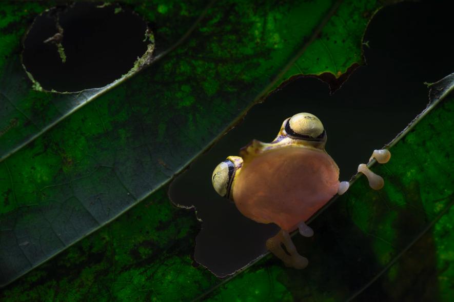 ภาพถ่ายสัตว์