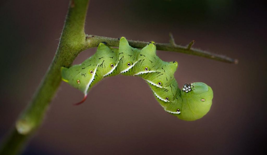 ภาพถ่ายสัตว์