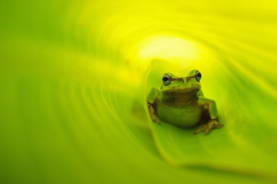 ภาพถ่ายสัตว์