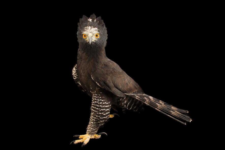 นกอินทรีเขตร้อน black hawk-eagle