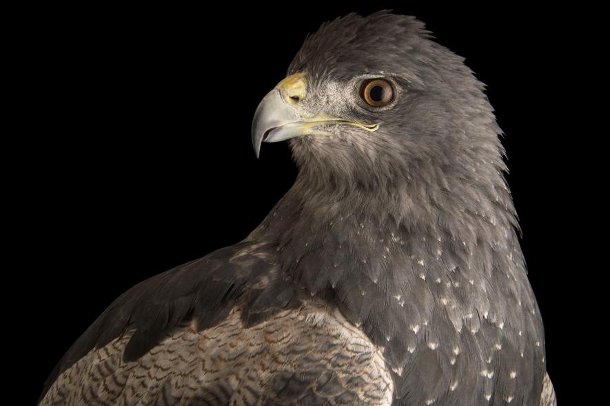 นกอินทรี Black chested buzzard