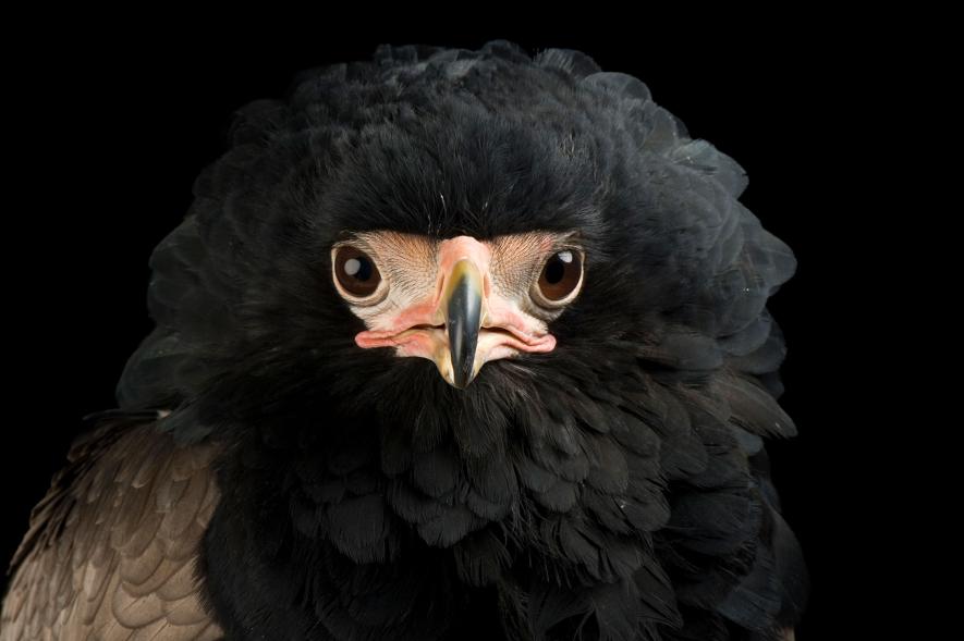 นกอินทรี Bateleur