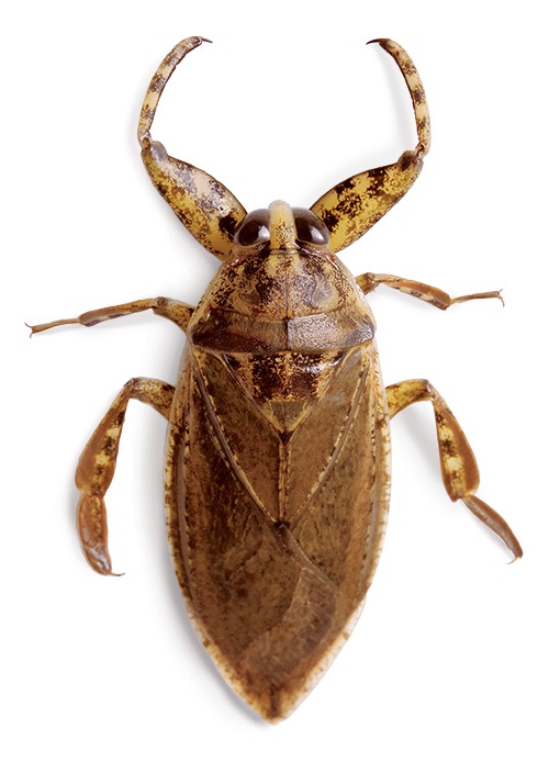 แมลงกินได้ แมลงกินได้