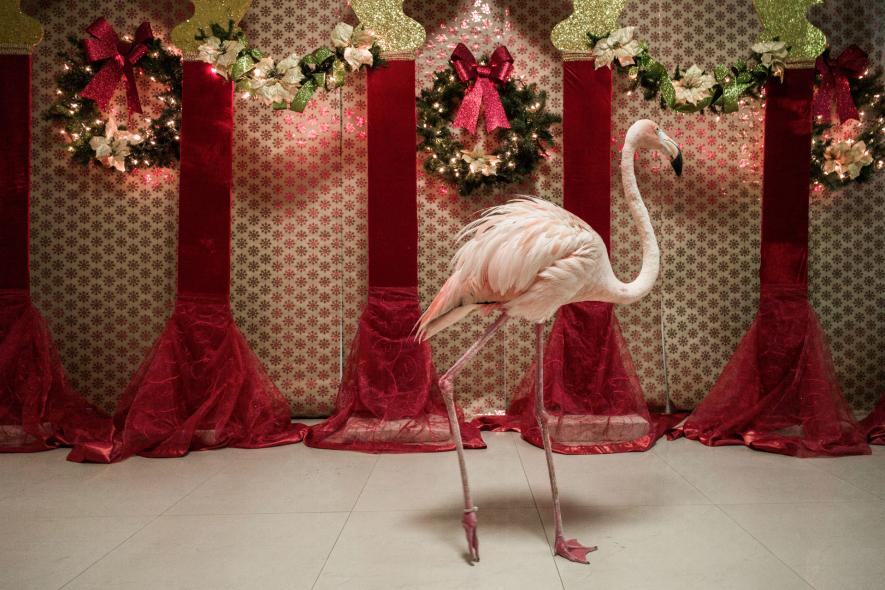 ฟลามิงโก