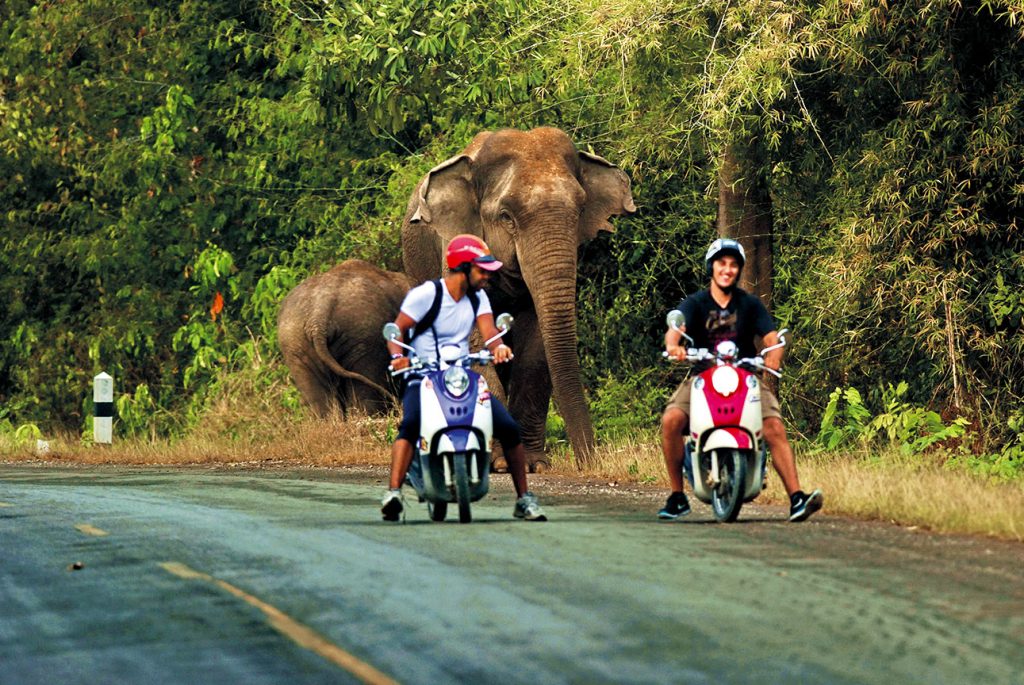 นักท่องเที่ยว, ป่าละอู, ช้างป่า,