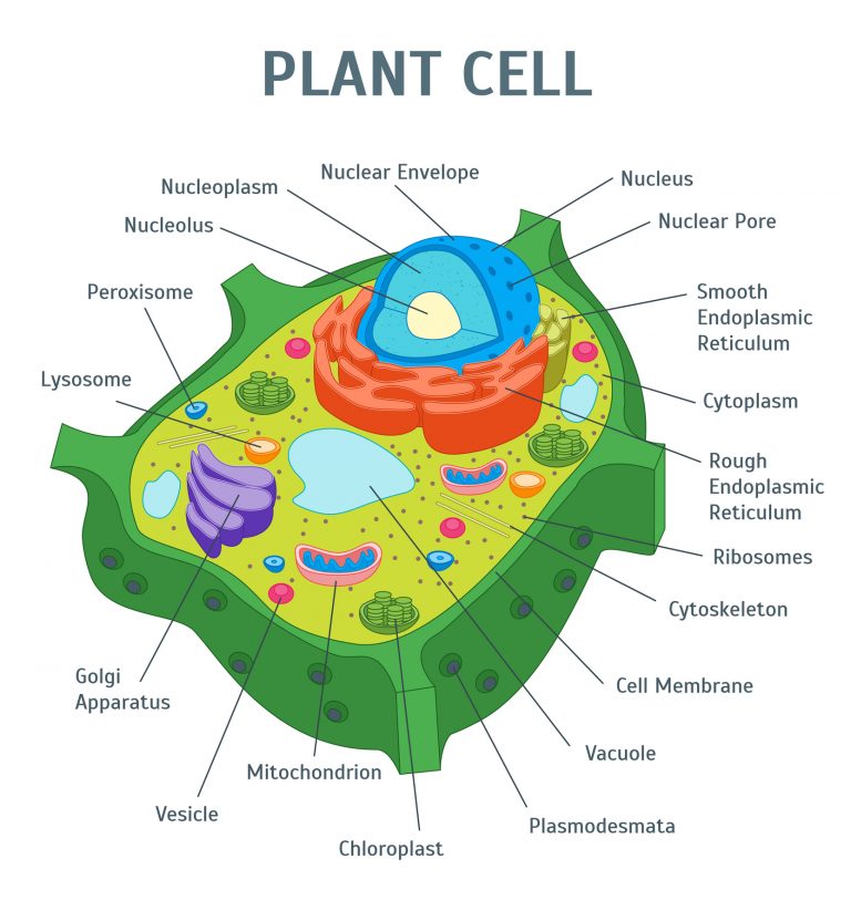เซลล์พืช, โครงสร้างของเซลล์, เซลล์, ส่วนประกอบของเซลล์
