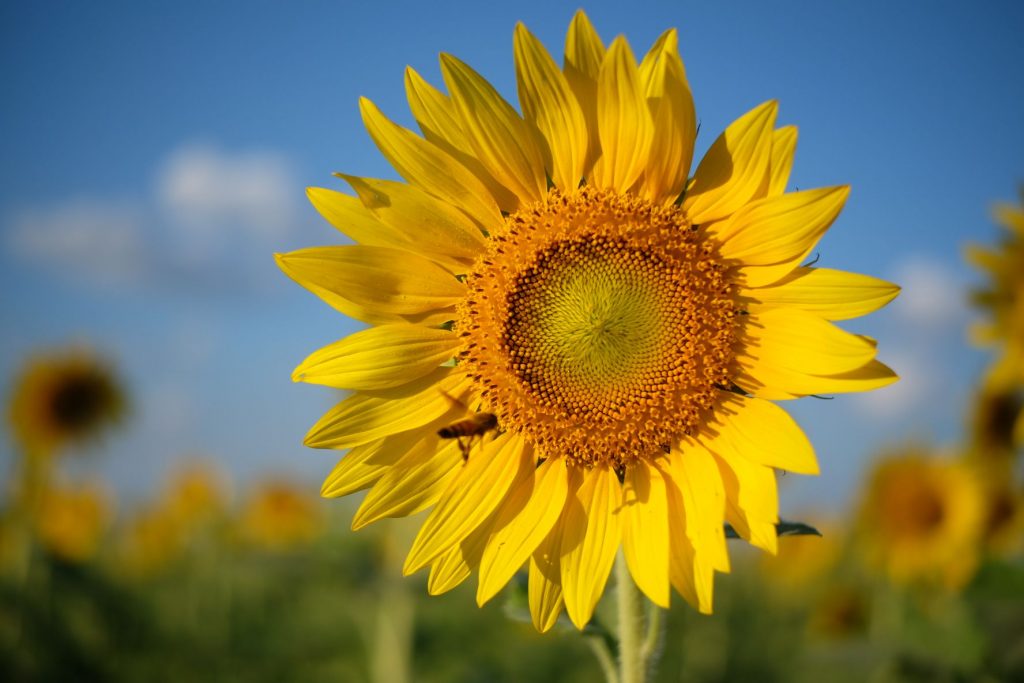 ดอกทานตะวัน, ดอกช่อ, ชนิดของดอกไม้