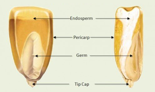 เพอริคาร์ป, Pericarp, การเกิดผลและเมล็ด, เมล็ดข้าวโพด
