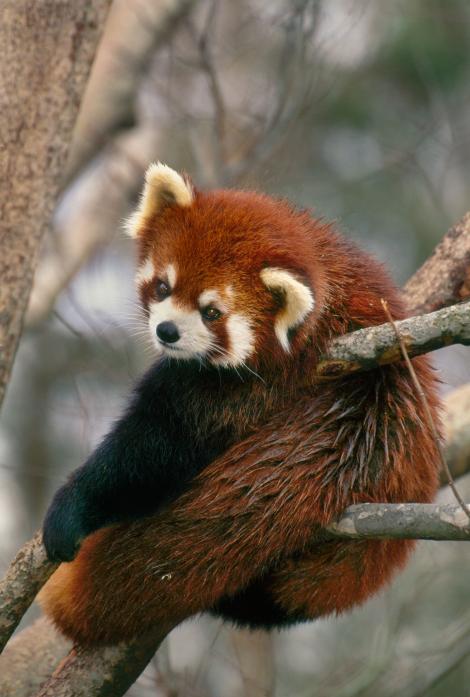 red panda