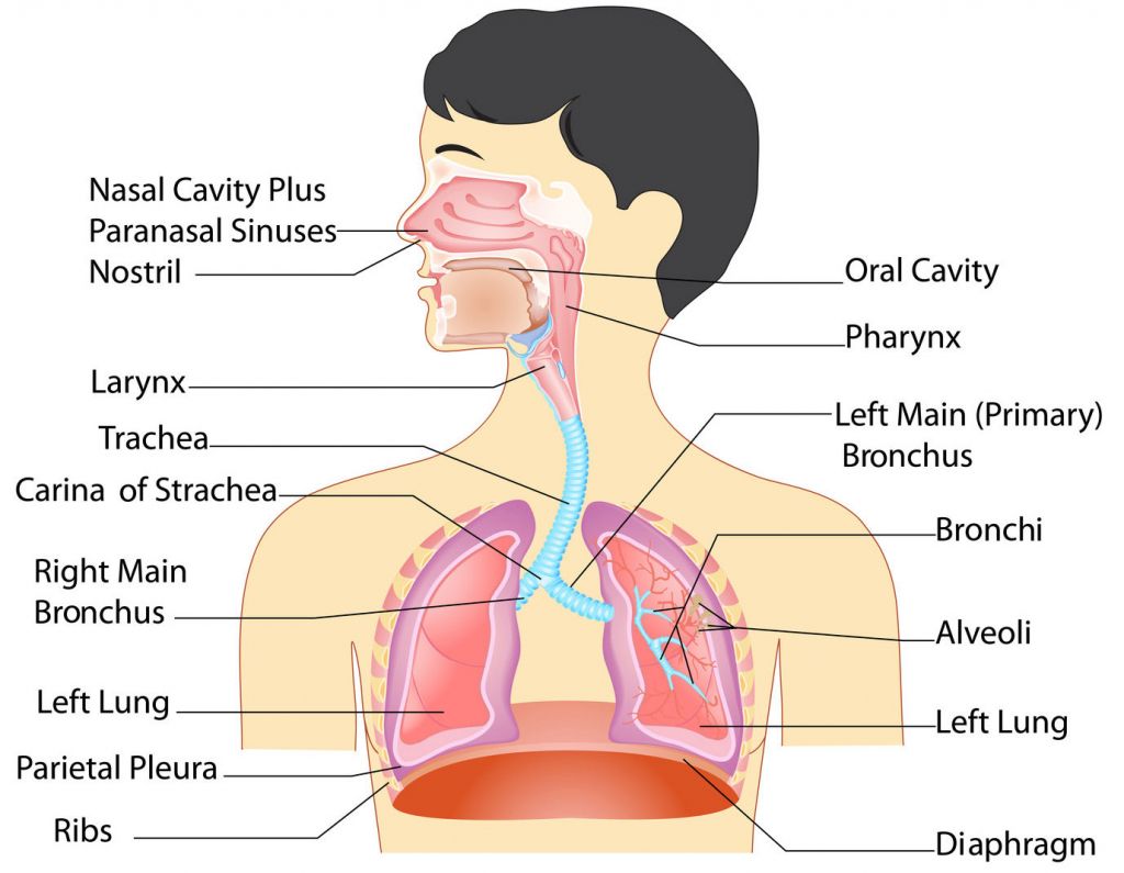 ระบบหายใจ