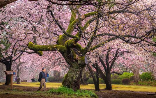 ดอกซากุระ