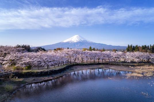 ดอกซากุระ