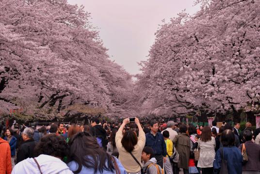 ดอกซากุระ