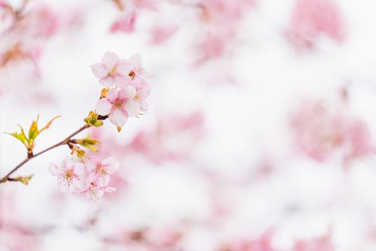 ดอกซากุระ