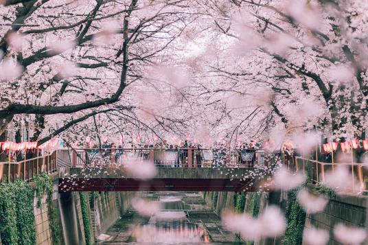 ดอกซากุระ