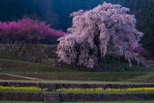 ดอกซากุระ