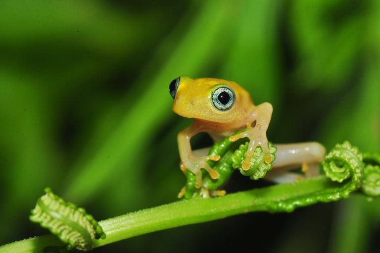 ไคทริด, ฟังไจ, กบต้นไม้, chytrid