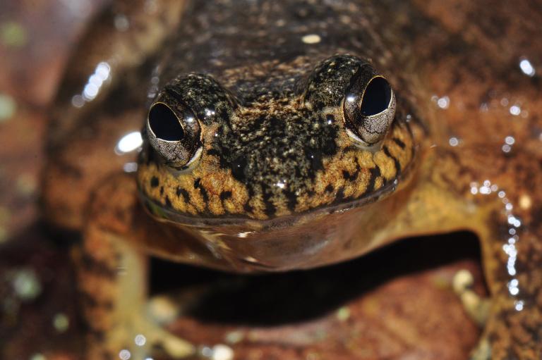 ไคทริด, ฟังไจ, chytrid, เชื้อราสัตว์สะเทินน้ำสะเทินบก