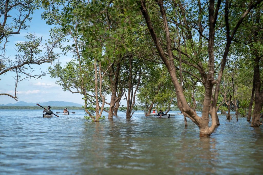 ป่าโกงกาง, เรือคายัค