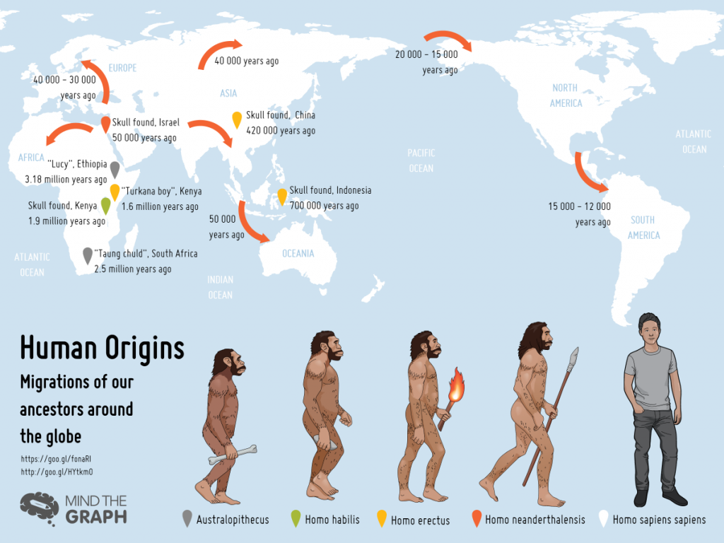 โฮโมเซเปียนส์, วิวัฒนาการของมนุษย์