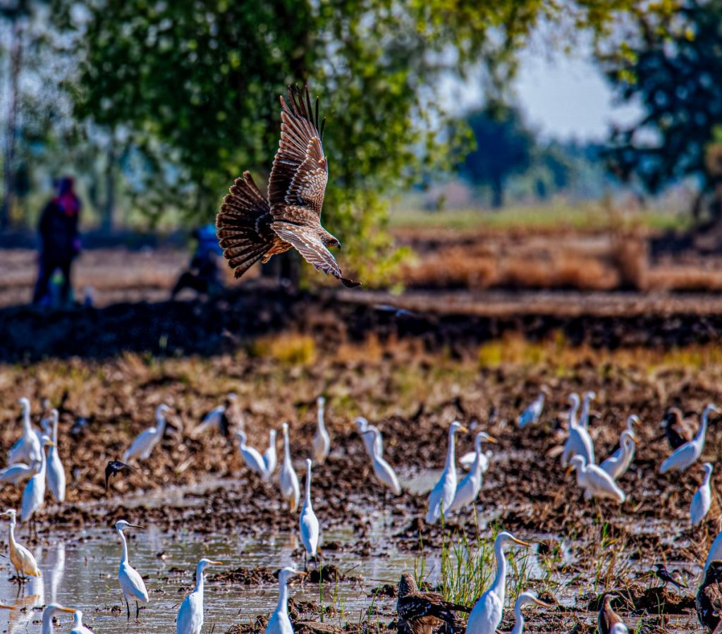 ดูนก, เหยี่ยว, นกยาง, ททุ่งนา, ดูเหยี่ยว, เหยี่ยวดำ