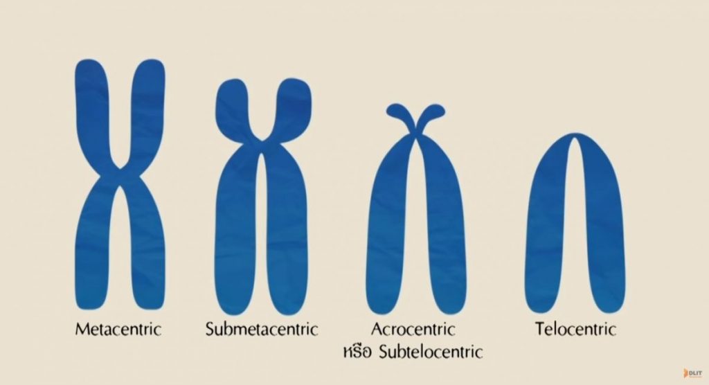 รูปร่างของโครโมโซม, โครงสร้างโครโมโซม