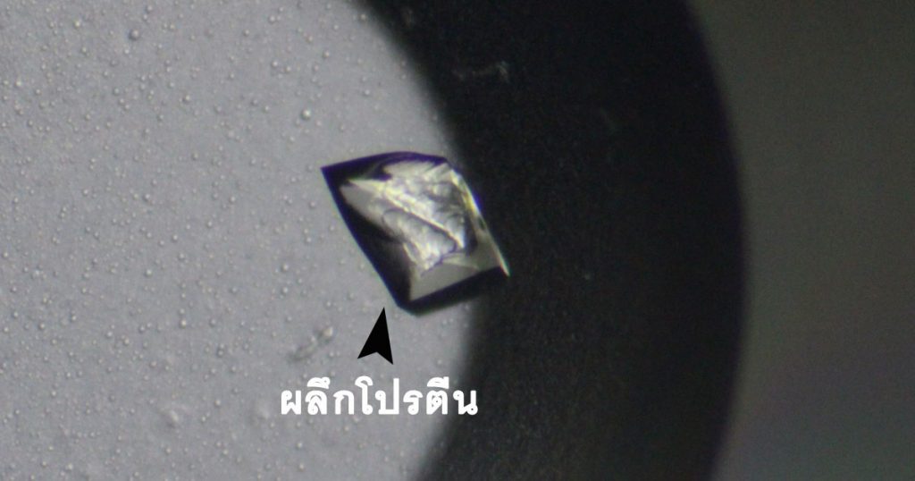 ผลึกโปรตีน