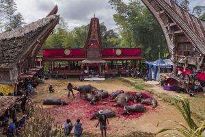 การฆ่าควายเซ่นสังเวยในพิธีศพของชาวโตราจา อินโดนีเซีย