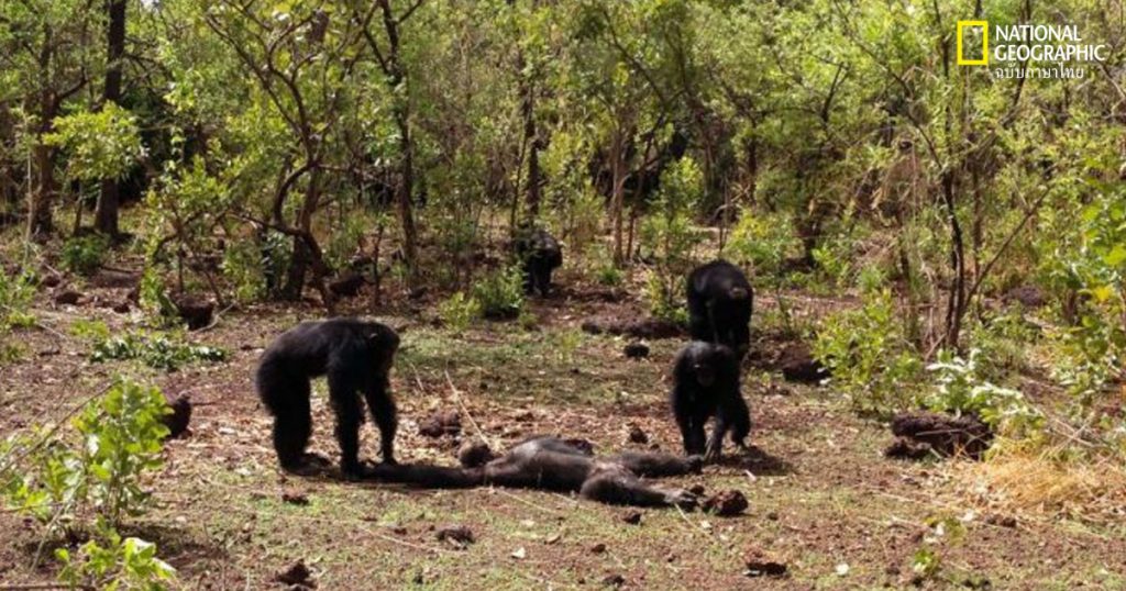 ชิมแปนซี