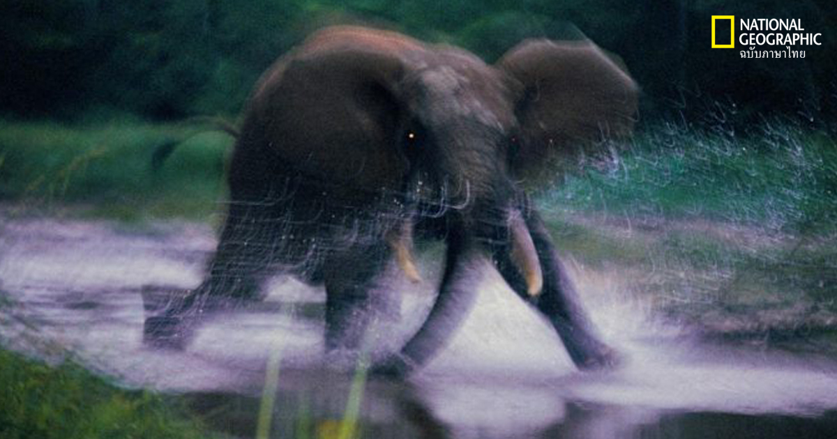 ภาพถ่ายสัตว์ป่าจาก ไมเคิล ‘นิก’ นิโคลส์ ผู้เปลี่ยนมุมมองที่เรามีต่อสัตว์ป่าไปตลอดกาล