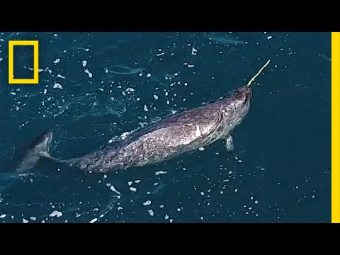 ชมคลิปวิดีโอที่ช่วยไขปริศนาว่า นาร์วาฬใช้งาของมันทำอะไร