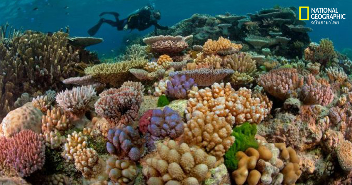 โลกร้อน อาจทำให้แนวปะการังหายไปภายใน 30 ปี