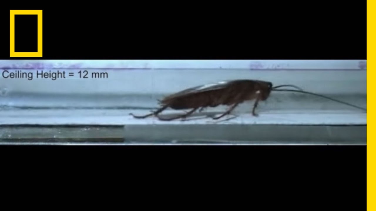 แมลงสาบมีดีอะไรถึงอยู่มาได้หลายล้านปี ชมคลิปวิดีโอที่เผยความทรหดทนทายาดของสัตว์ที่ได้ชื่อว่า อึดที่สุดชนิดหนึ่งในโลก