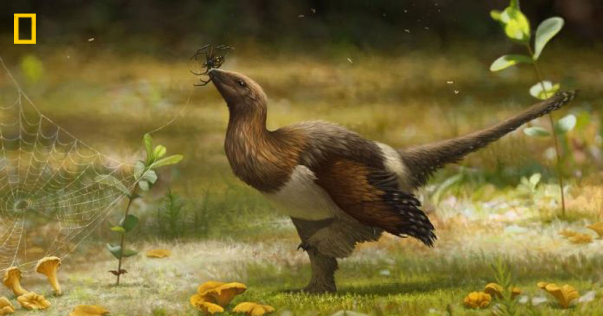 ไดโนเสาร์มีขนพันธุ์ใหม่ มีสี่ปีกแต่บินไม่ได้