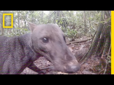 เผยคลิปวิดีโอที่หาชมได้ยากของสุนัขป่าแอมะซอน