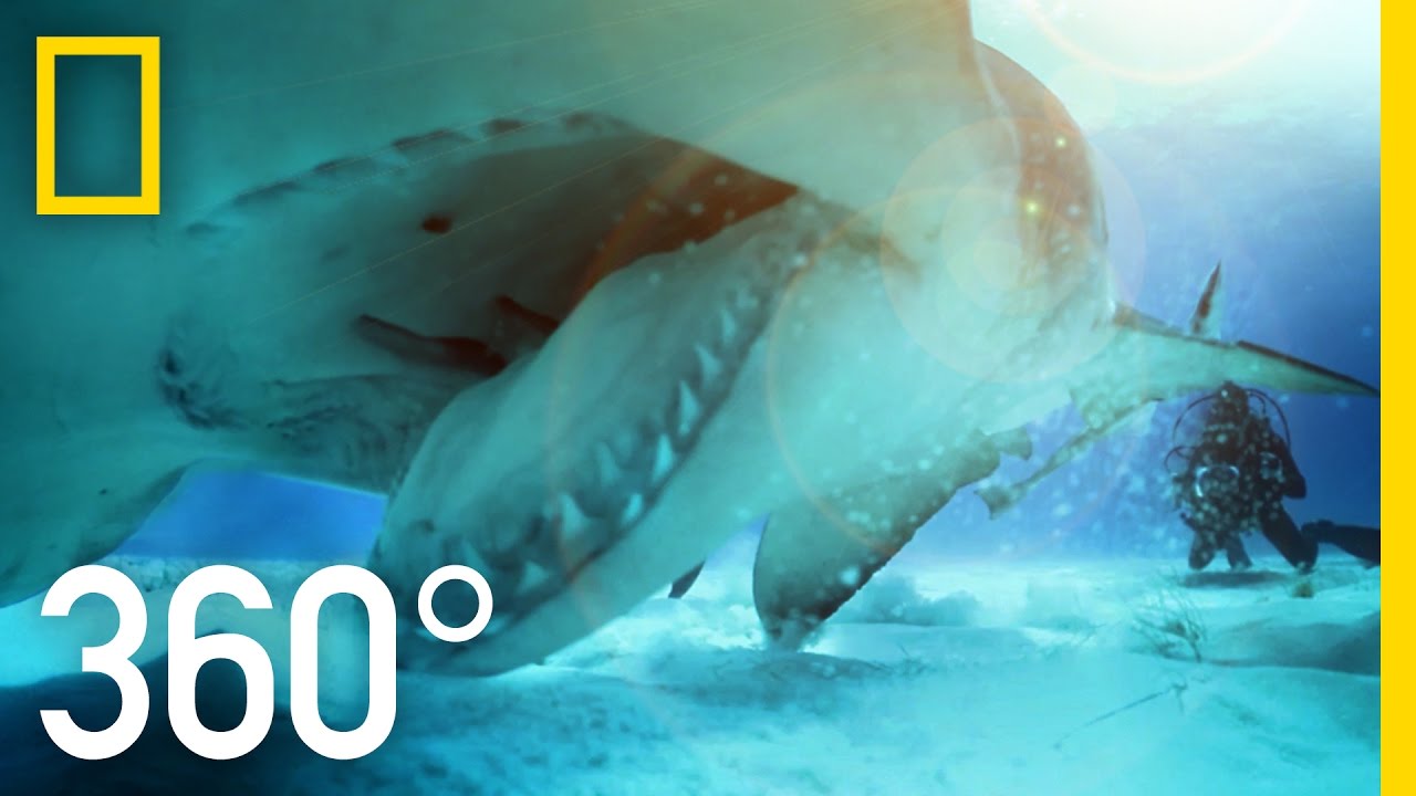 เผชิญหน้ากับฉลามหัวค้อนแบบ 360 องศา