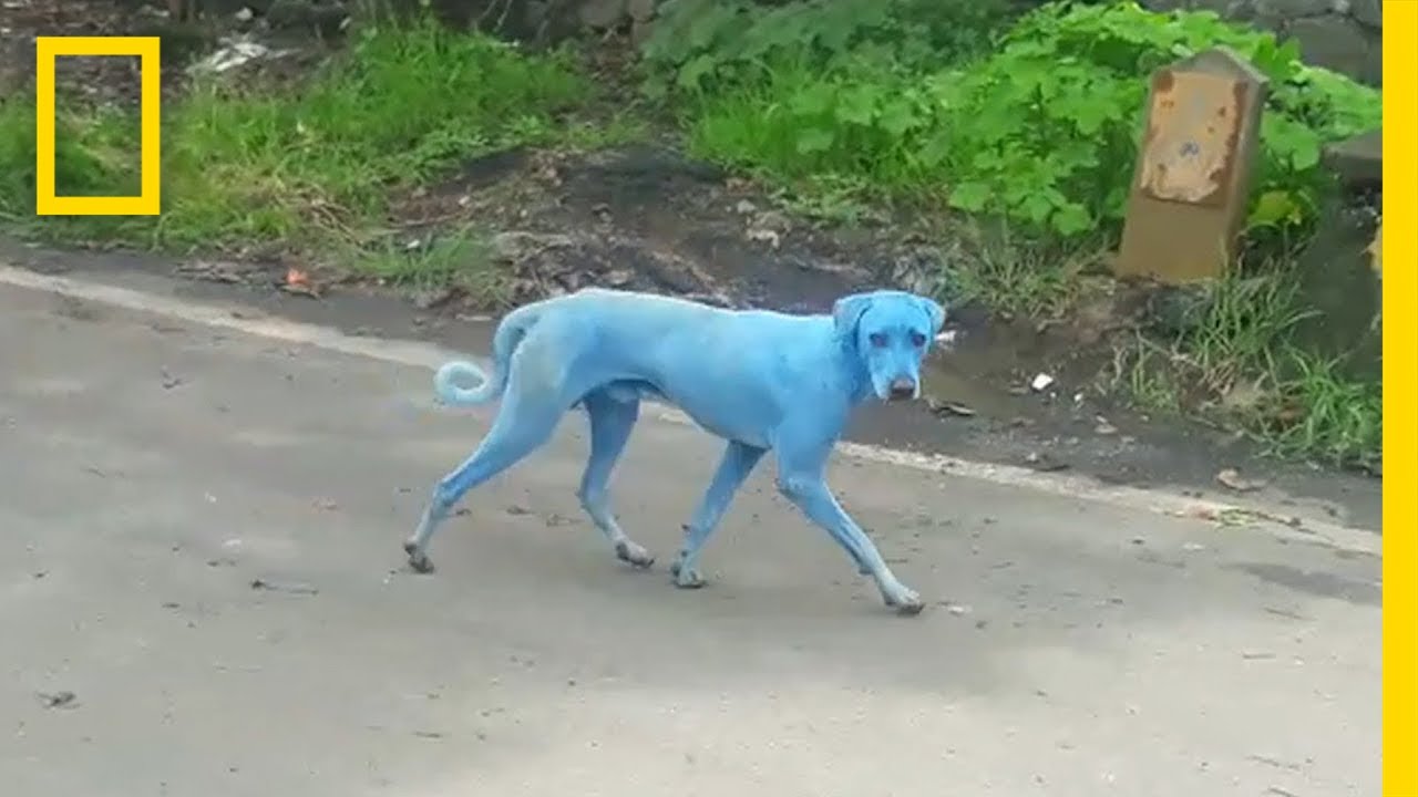 หา…..เจ้าหมากลายเป็นสีฟ้าไปได้ไง?