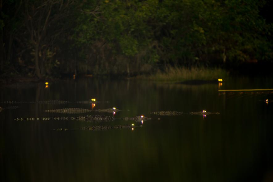 นักล่าจระเข้