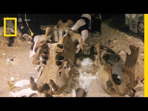ฟอสซิลสลอธยักษ์จากยุคโบราณถูกค้นพบในถ้ำใต้น้ำ