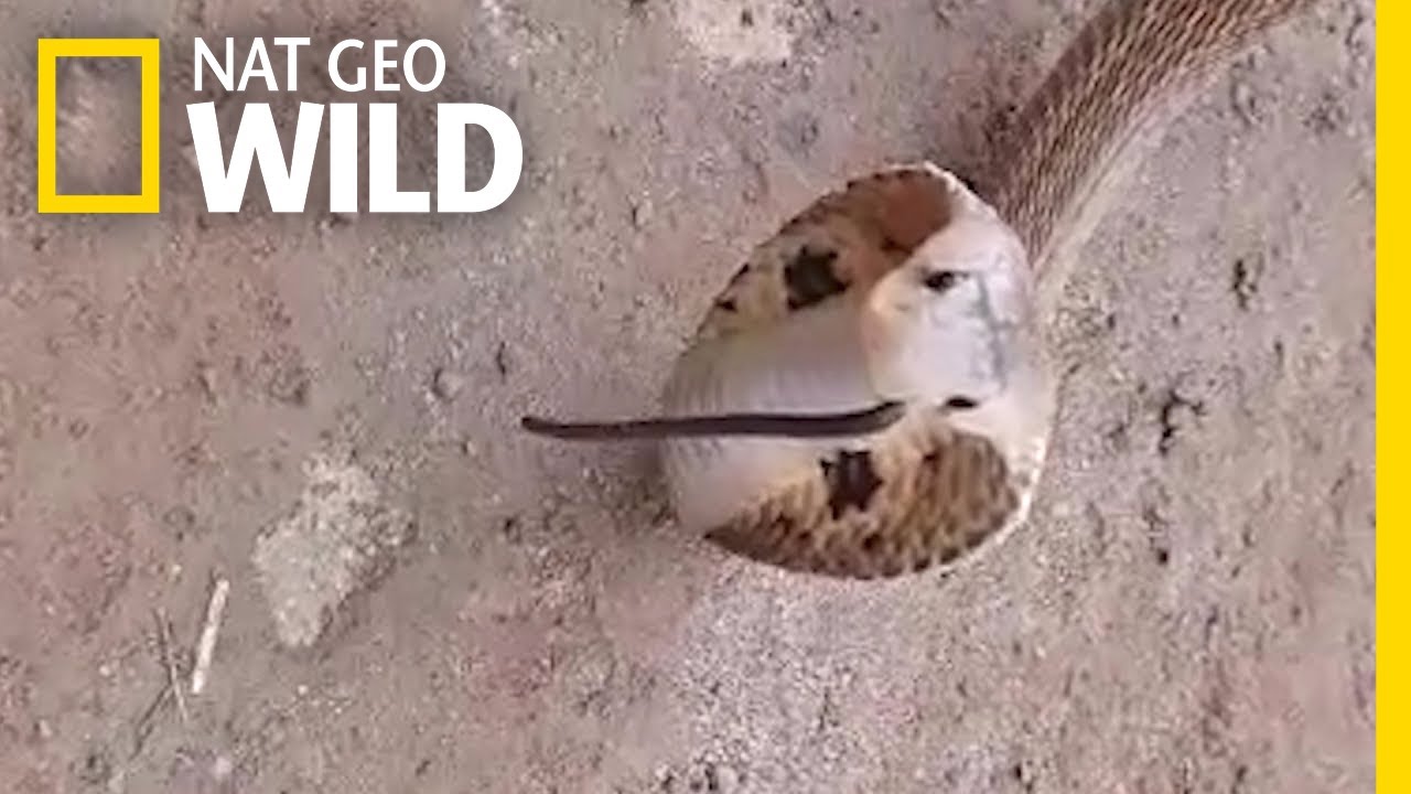 งูในจมูกงู!