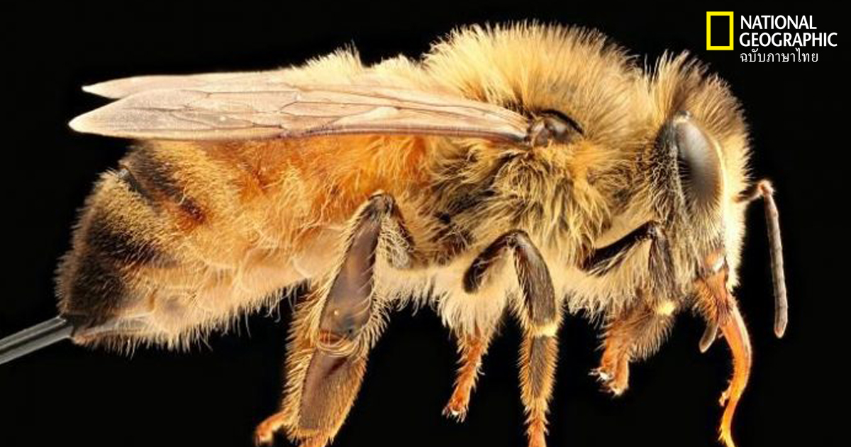 จะเป็นอย่างไร ถ้าผึ้งน้ำหวานหายไปหมด?