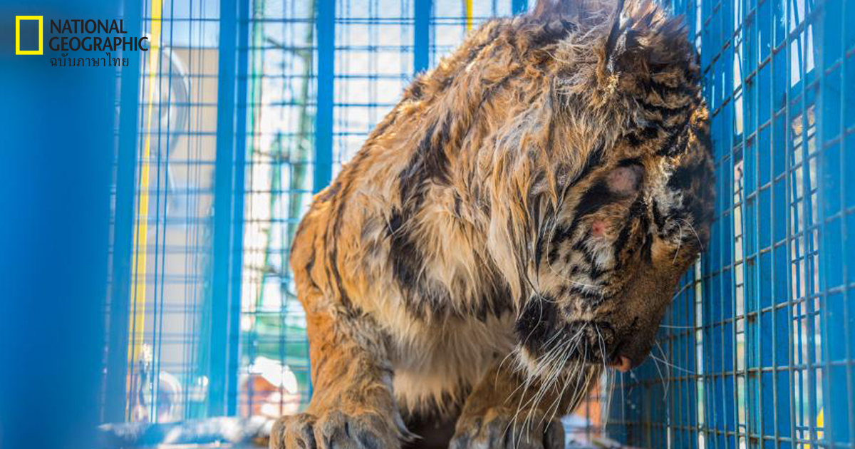 สรรพสัตว์ในสวนสัตว์ซีเรียเอาตัวรอดจากเมืองที่ล่มสลายอย่างไร