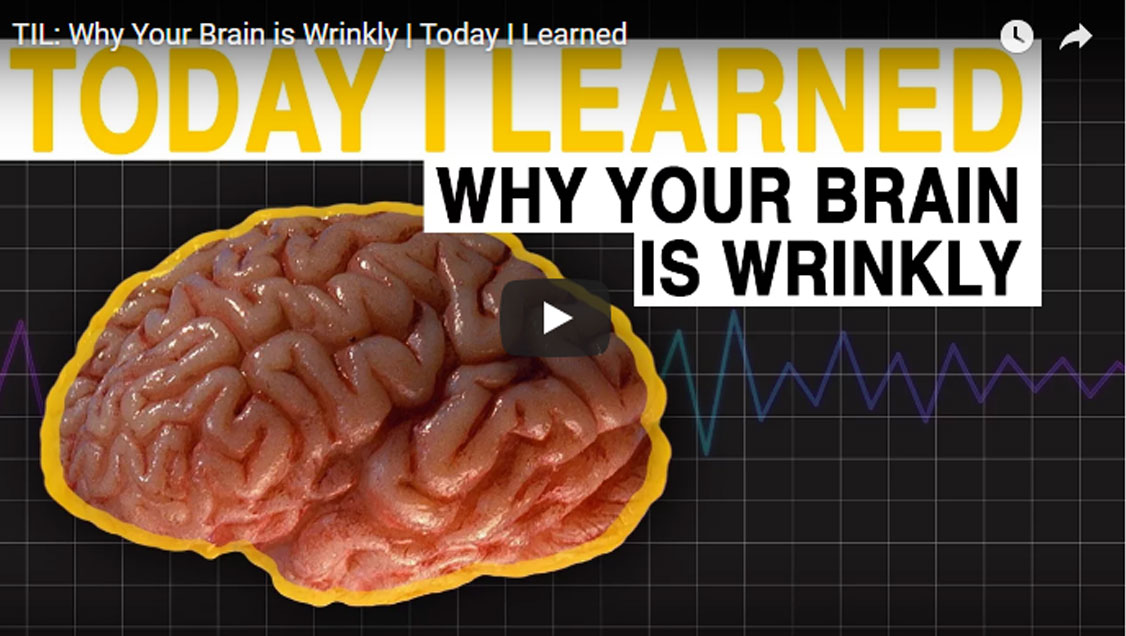 ความรู้ประจำวัน : ทำไมสมองเราจึงมีรอยหยัก?