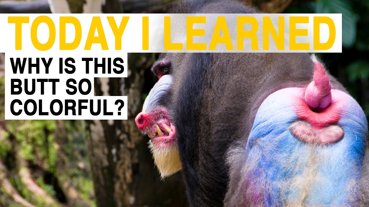 ความรู้ประจำวัน: ทำไมลิงเหล่านี้ถึงมีตูดใหญ่สีชมพู?