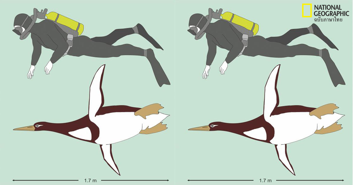 ค้นพบฟอสซิลเพนกวินที่มีขนาดเท่ากับมนุษย์