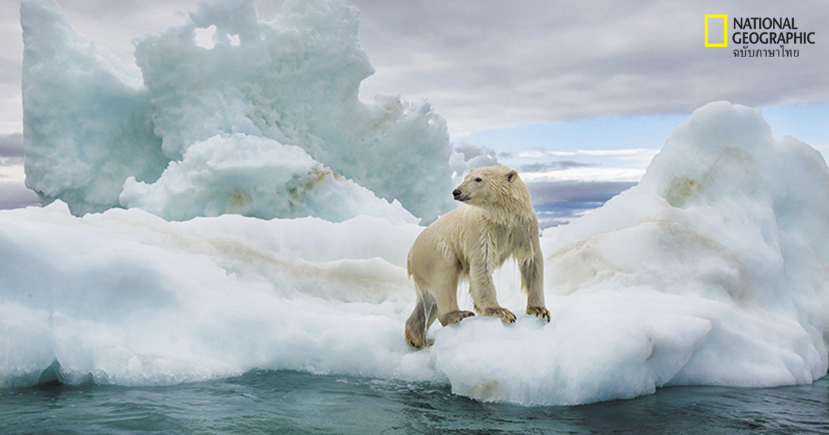 โลกร้อน : น้ำแข็งผืนสุดท้ายในอาร์กติก