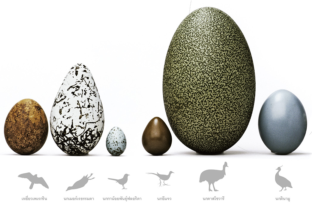 สำรวจโลก : รูปทรงของไข่เกี่ยวข้องการบินอย่างไร