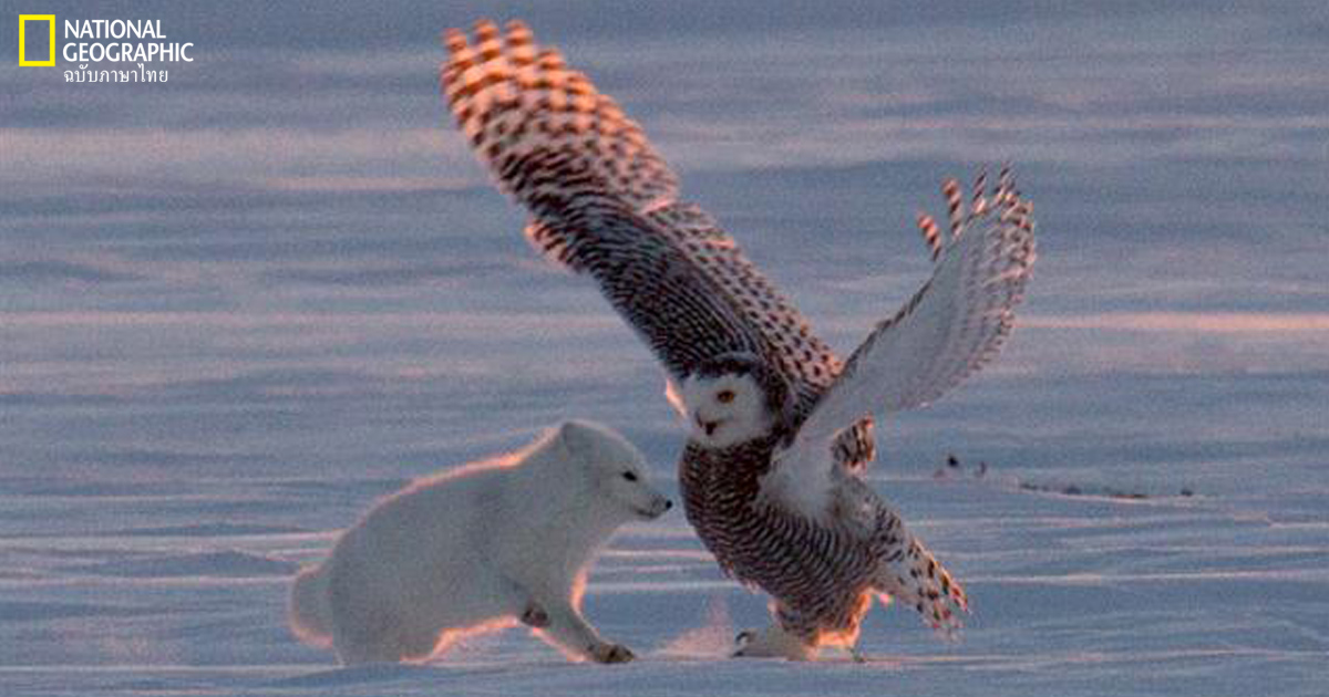 หมาจิ้งจอกอาร์กติกเต้นรำกับนกเค้าแมวหิมะ